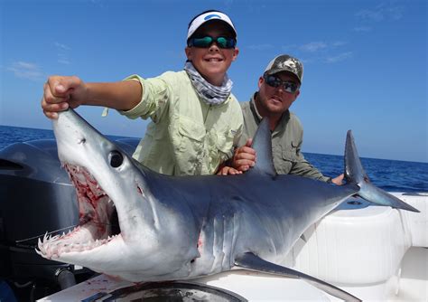 shark fishing florida|Sharks .